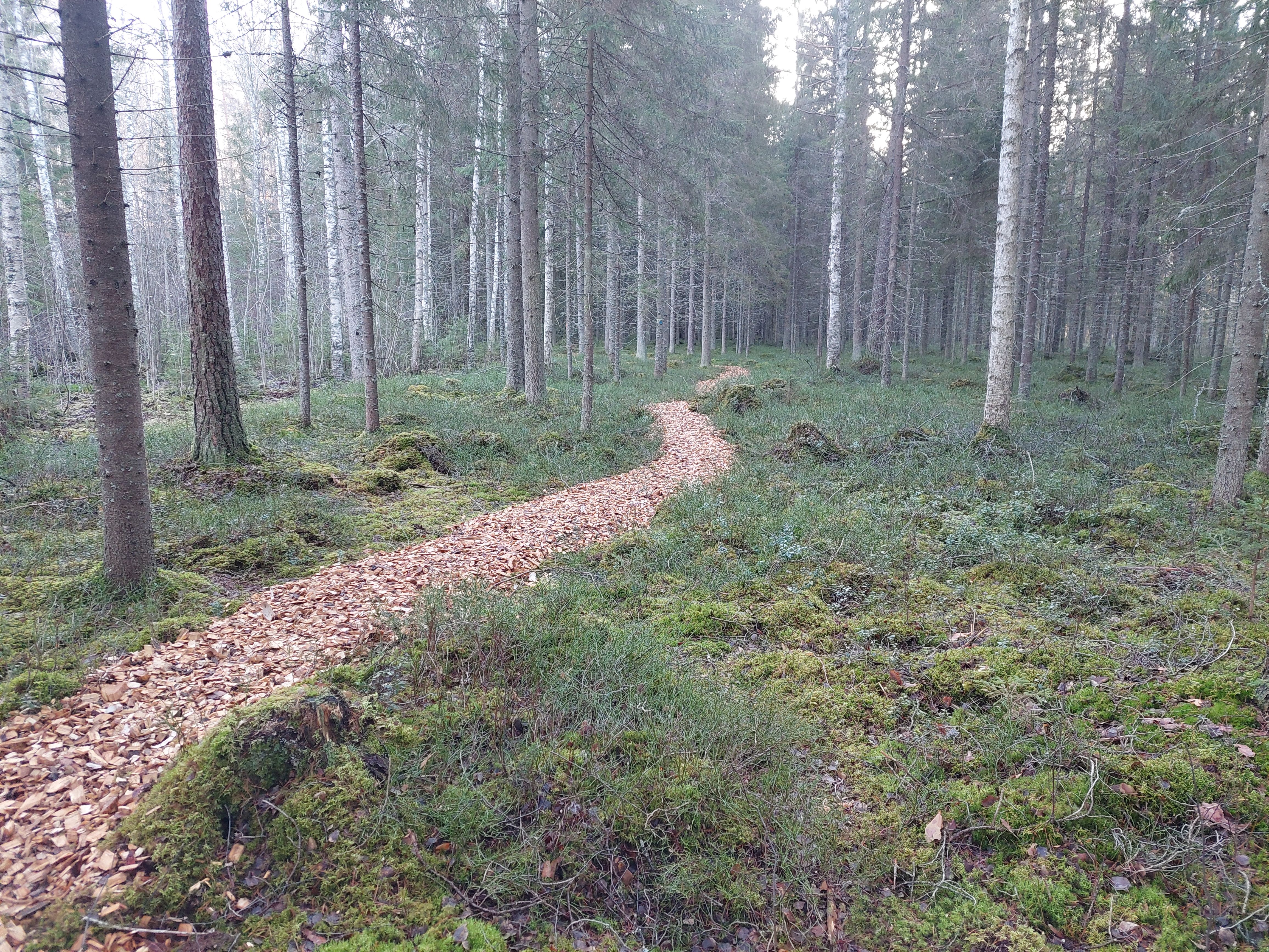 Hakkeella päällystetty polku