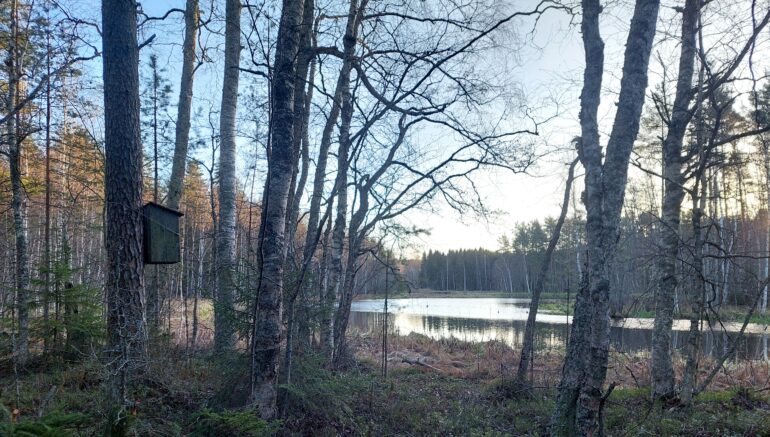 Näkymä syksyiselle kapealle joelle.