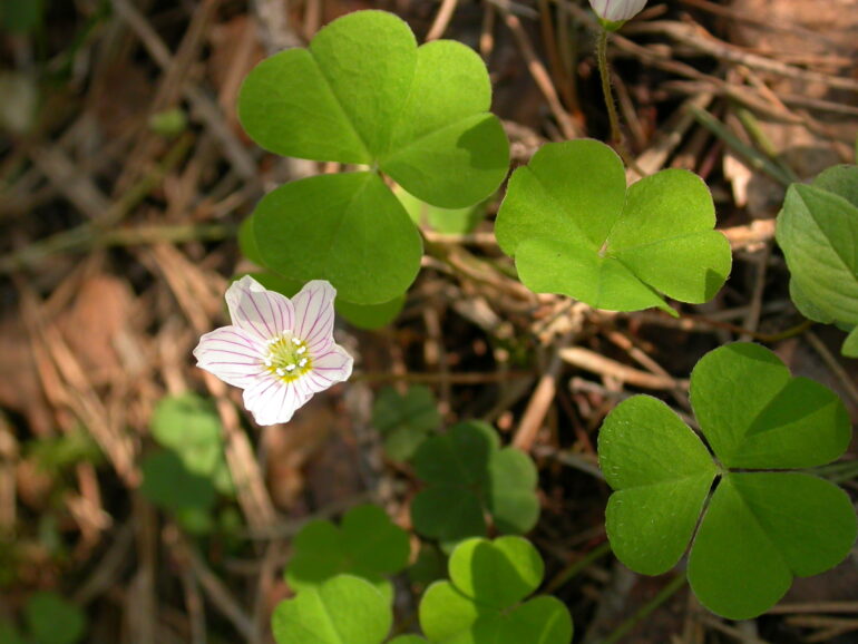 Käenkaali, eli ketunleipä jossa on vihreät, kolmesta sydämenmuotoisesta osasta koostuvat lehdet ja pieni valkoinen kukka.