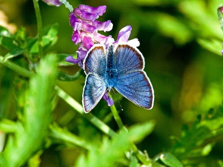 Niittysinisiipi on kaunis, sininen perhonen.