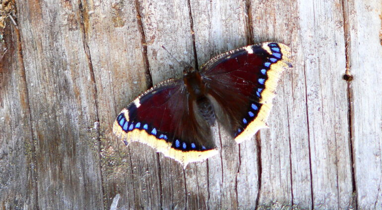 Suruvaippa on tumma perhonen jonka siipien reunat ovat valkea ja pienin sinisin pistein koristellut.